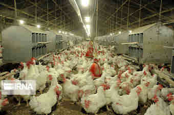 ثبت ۱۴۰۰ میلیارد تومان تخلف توسط مرغداری‌ها