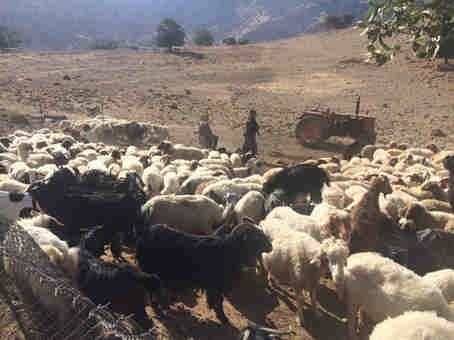 دامهای عشایر منطقه چنار دره شهر واکسینه شدند