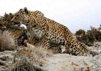 ۱۸ پلنگ در دنا برای نخستین بار در کشور شناسنامه دار شدند