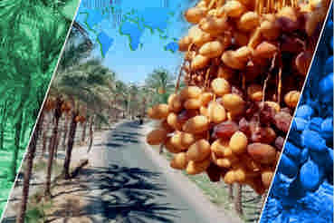 جایگاه جهانی خرمای ایران، موانع و راهکارها  * کمیل بهشتیان