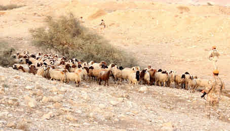 کشف  ۲۷۹  راس احشام  قاچاق در مرزهای  دهلران