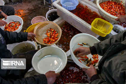 خانواده ها مسائل بهداشتی را در خرید جوجه رنگی و ماهی قرمز رعایت کنند