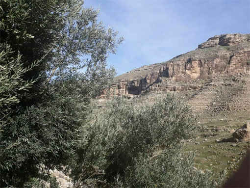 قدمت چند صد ساله کاشت زیتون در  شهر تاریخی دربند بدره    * حشمت اله کرمی نژاد