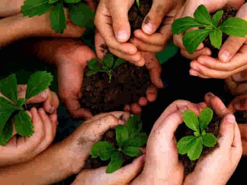 درختان فرشتگان روی زمین  * فرشته  قاسمیان