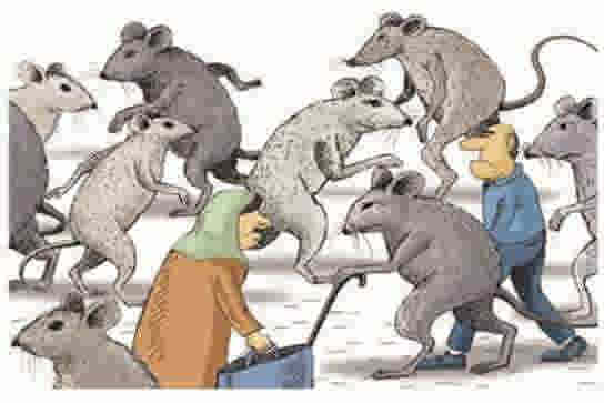 شهرنشینی و معضل موشهای بزرگ  *فرشته قاسمیان