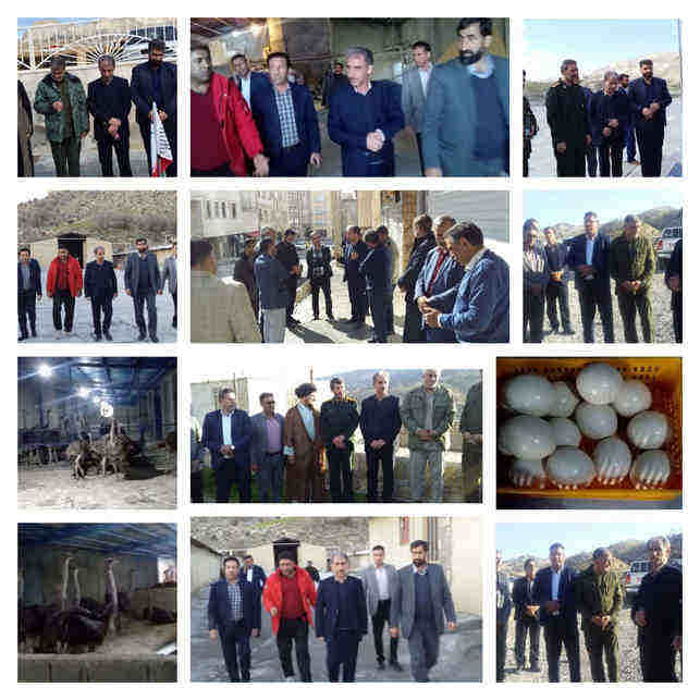 بازدید رئیس سازمان جهادکشاورزی استان از پروژه‌های کشاورزی شهرستان ملکشاهی