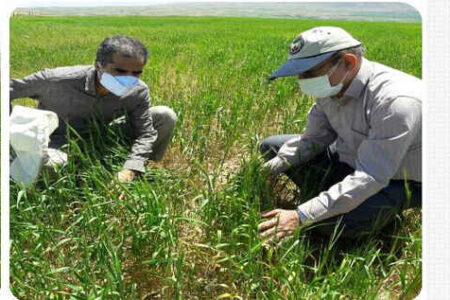 آغاز مبارزه با آفت سن در گندم زارهای ایلام