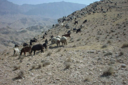 صدور ۱۱ هزار مجوز طرح مدیریت عرصه‌های طبیعی ایلام