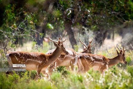 زایش دوباره گوزن زرد ایرانی در بهار دل‌انگیز ایلام