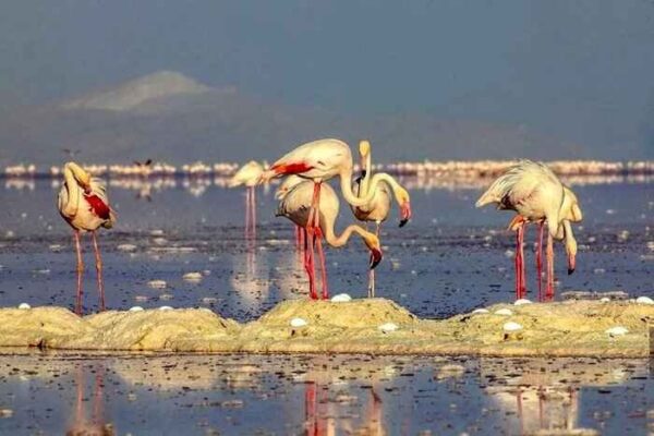 درخشش مجدد نگین حیات‌وحش ایران در نقشه جهانی با احیای دریاچه ارومیه