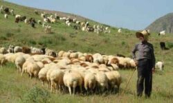 بهره‌مندی بیش از ۱۲۰۰ خانوار ایلامی از خدمات بیمه‌های اجتماعی کمیته امداد