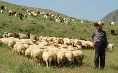 بهره‌مندی بیش از ۱۲۰۰ خانوار ایلامی از خدمات بیمه‌های اجتماعی کمیته امداد