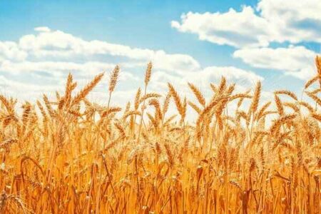 جمع‌آوری ۱۶۷ میلیارد ریال زکات در ایلام طی ۴ ماه نخست سال جاری/ اجرای ۲۷ طرح اشتغال‌زایی از محل زکات دام